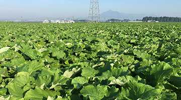 野菜生産・販売