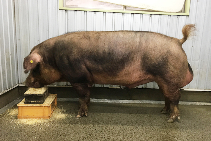 養豚生産事業 | おいしい豚肉|はざま牧場 通販店 養豚生産事業 | おいしい豚肉|はざま牧場 通販店